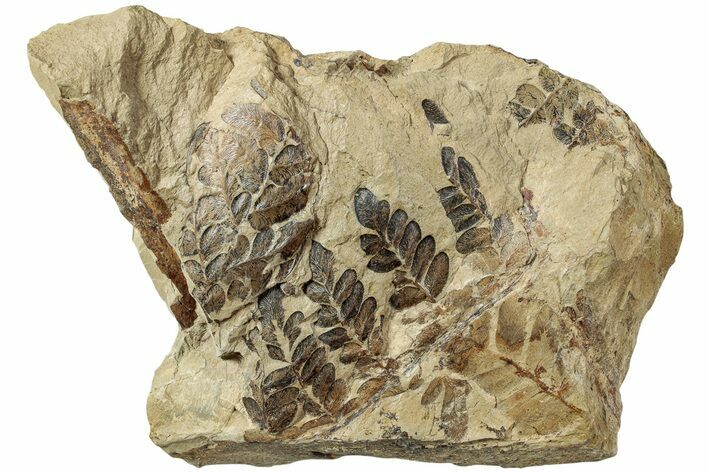 Pennsylvanian Fossil Fern (Pecopteris) Plate - West Virginia #232170